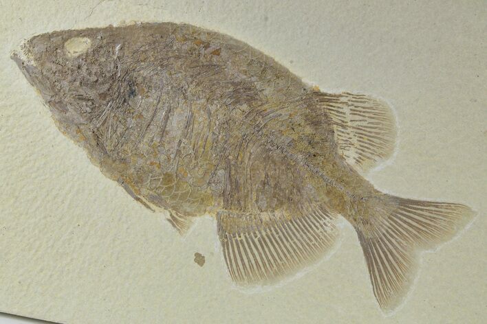 Uncommon Fish (Phareodus) Fossil - Wyoming #356757